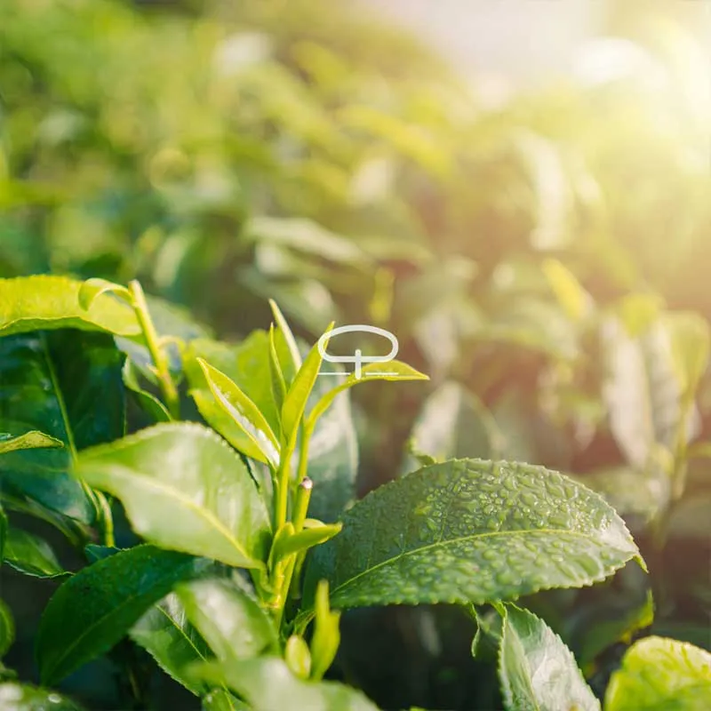 Thee plant zaden - Camellia Sinensis