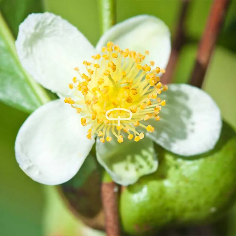 Thee plant zaden - Camellia Sinensis