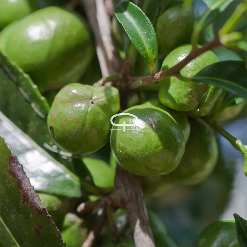 Thee plant zaden - Camellia Sinensis