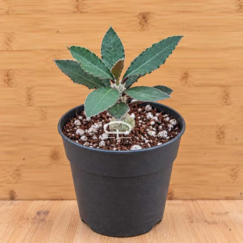 Euphorbia suzannae-marnierae plant
