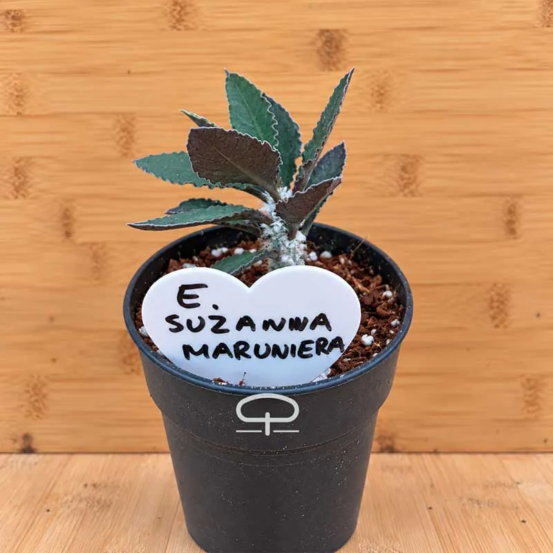 Euphorbia suzannae-marnierae plant