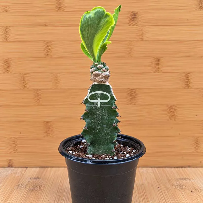 Euphorbia poissonii ‘Variegata’ plant