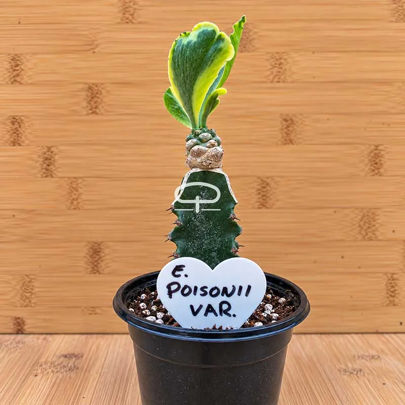 Euphorbia poissonii ‘Variegata’ plant