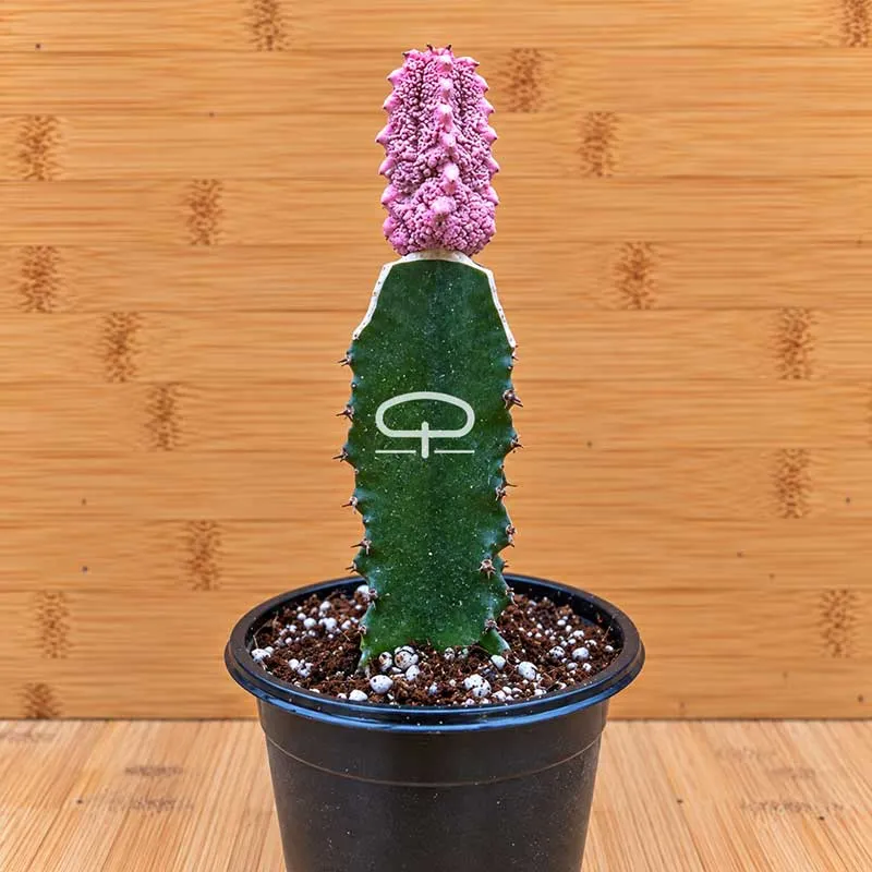 Euphorbia abdelkuri Damask plant