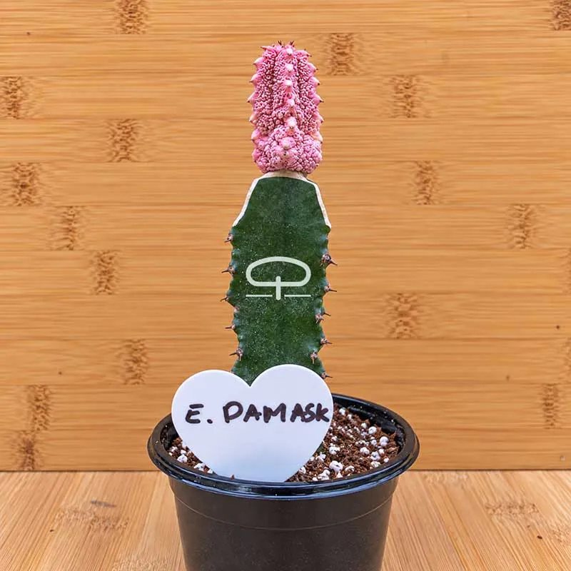Euphorbia abdelkuri Damask plant