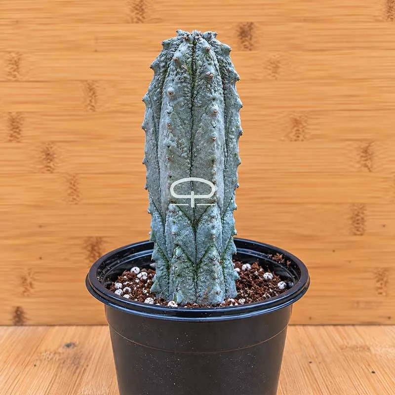Euphorbia abdelkuri plant