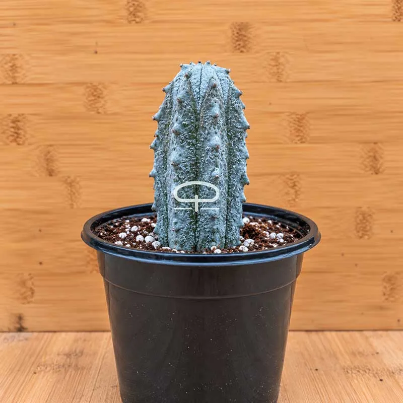 Euphorbia abdelkuri plant