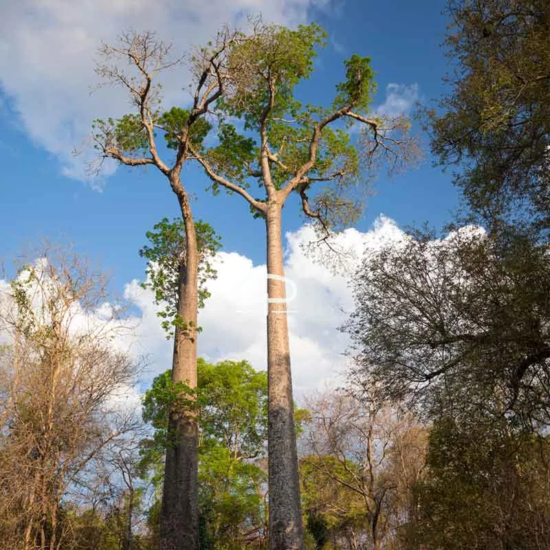 Adansonia madagascariensis zaden