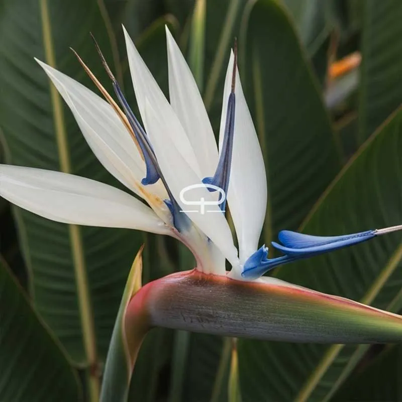 Strelitzia Nicolai zaden - Witte Paradijsvogel