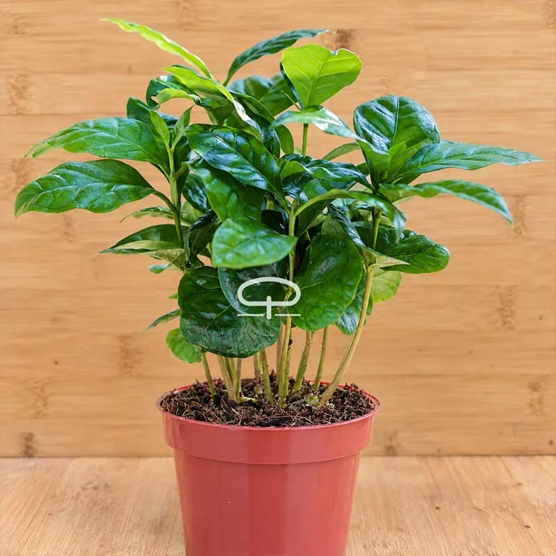 Koffieplant - Coffea Arabica