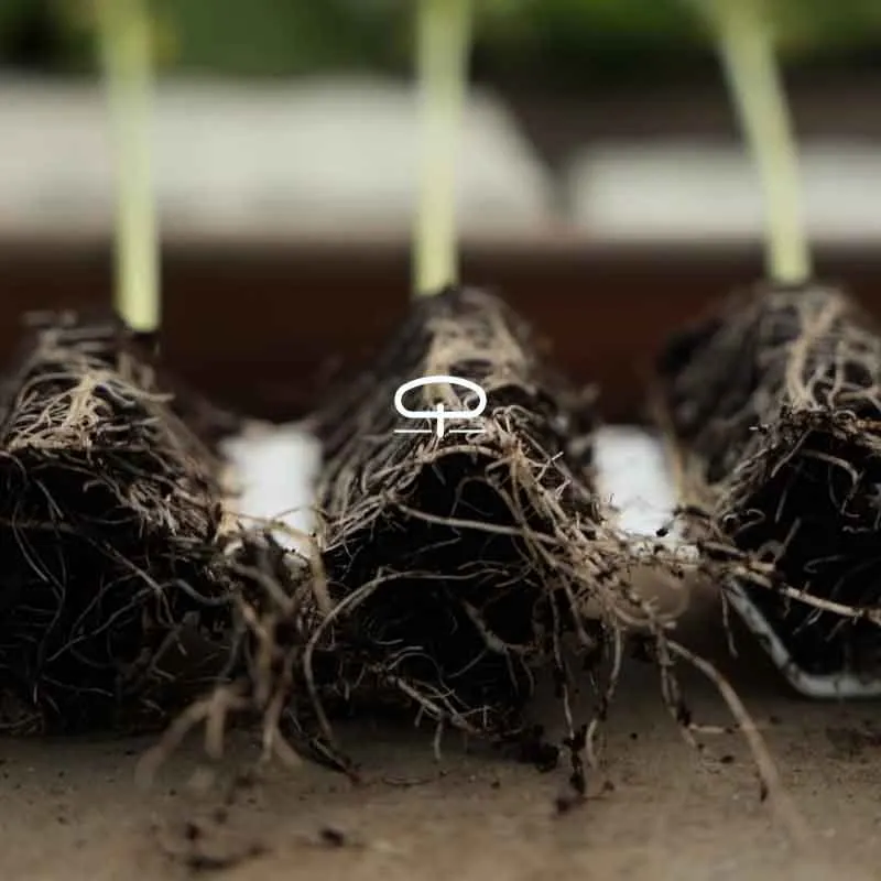 Germie M Kweekkit – Zaai 25 Planten zonder Gedoe