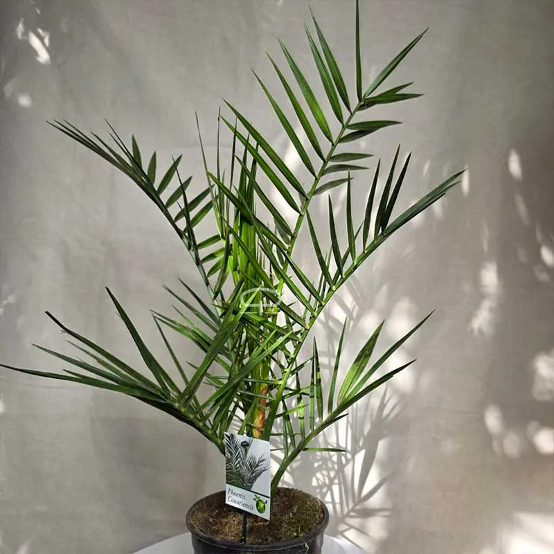 Phoenix Canariensis 60 cm