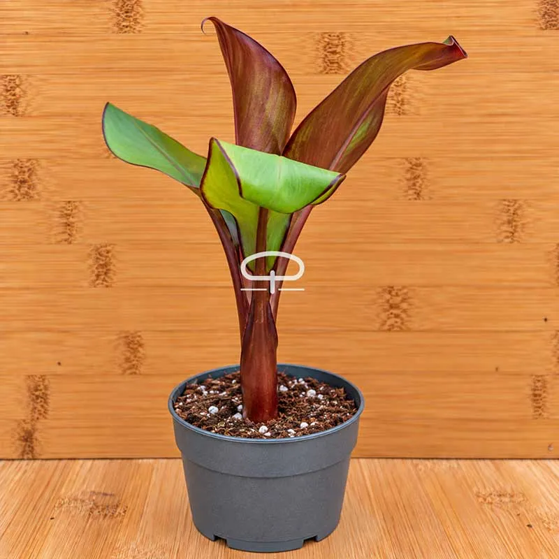 Ensete Ventricosum maurelli plant (rode banaan) ca 30cm