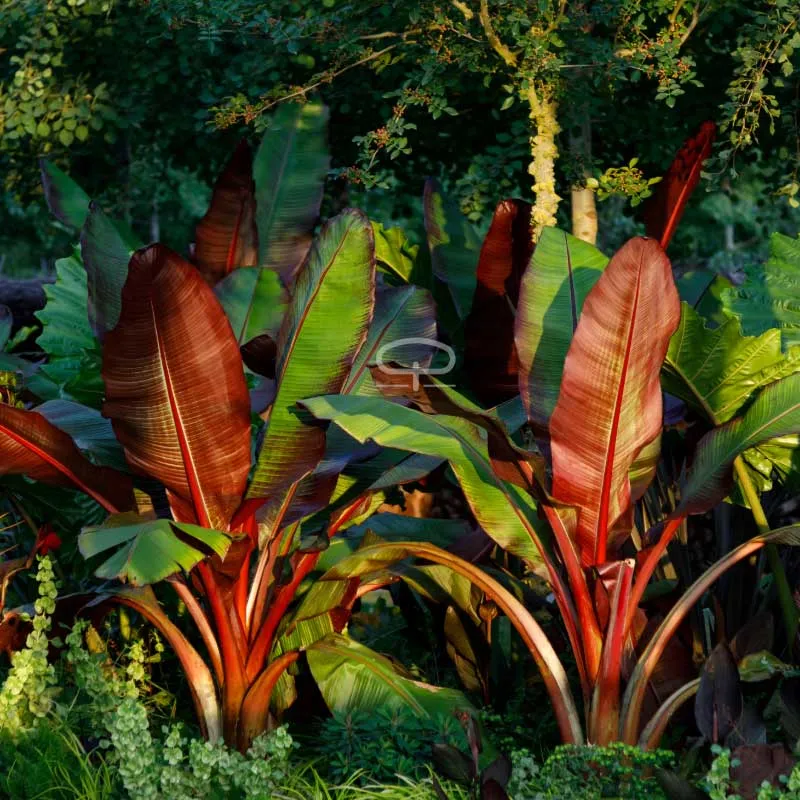 Ensete ventricosum – Abessijnse banaan zaden