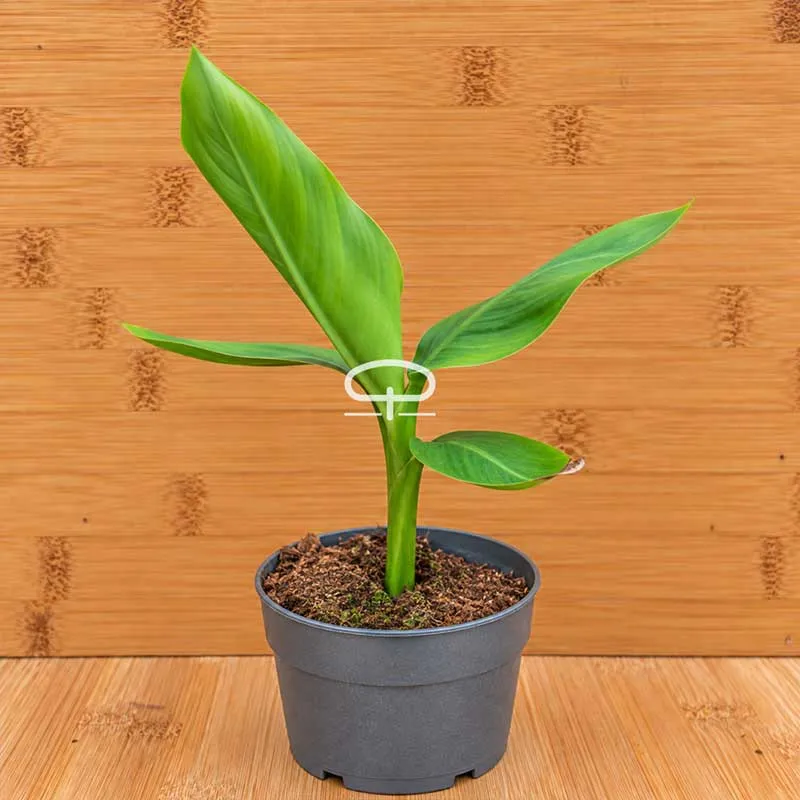 Musa Velutina plant (roze dwergbanaan)