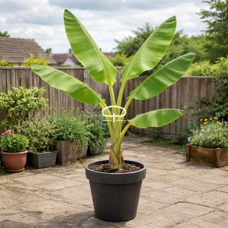 Musa Velutina plant (roze dwergbanaan)