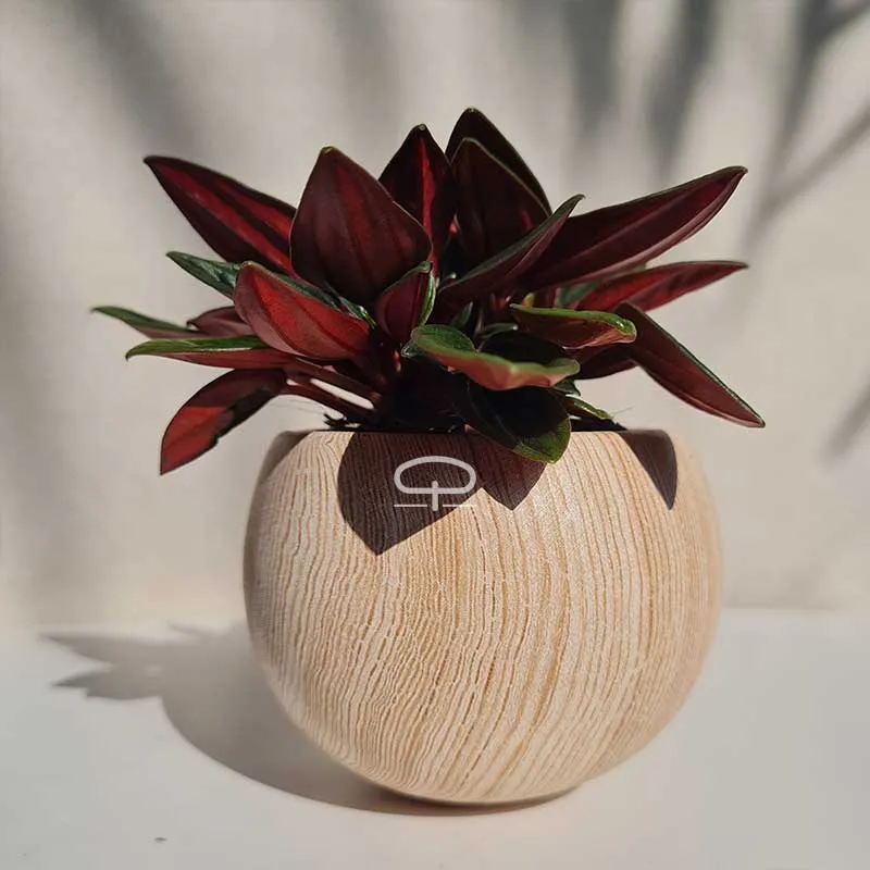 Succulent plantje in Magneet potje woodlook