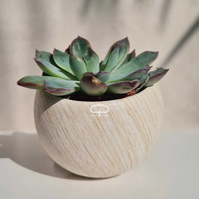 Succulent plantje in Magneet potje woodlook