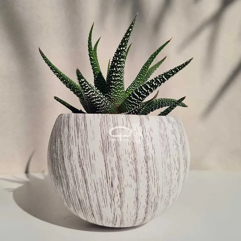 Succulent plantje in Magneet potje woodlook