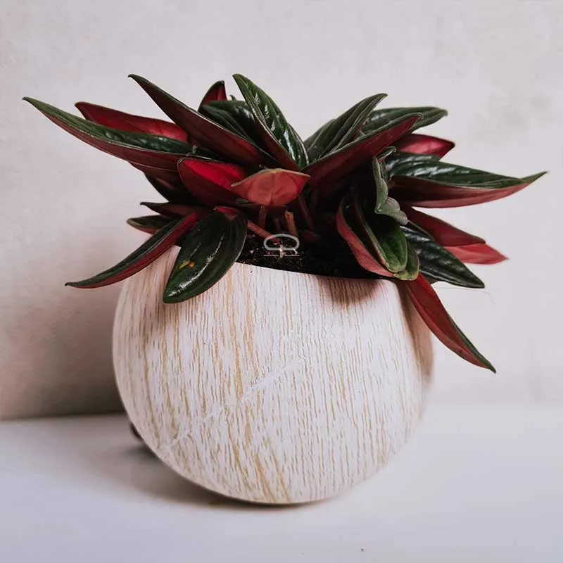 Succulent plantje in Magneet potje woodlook