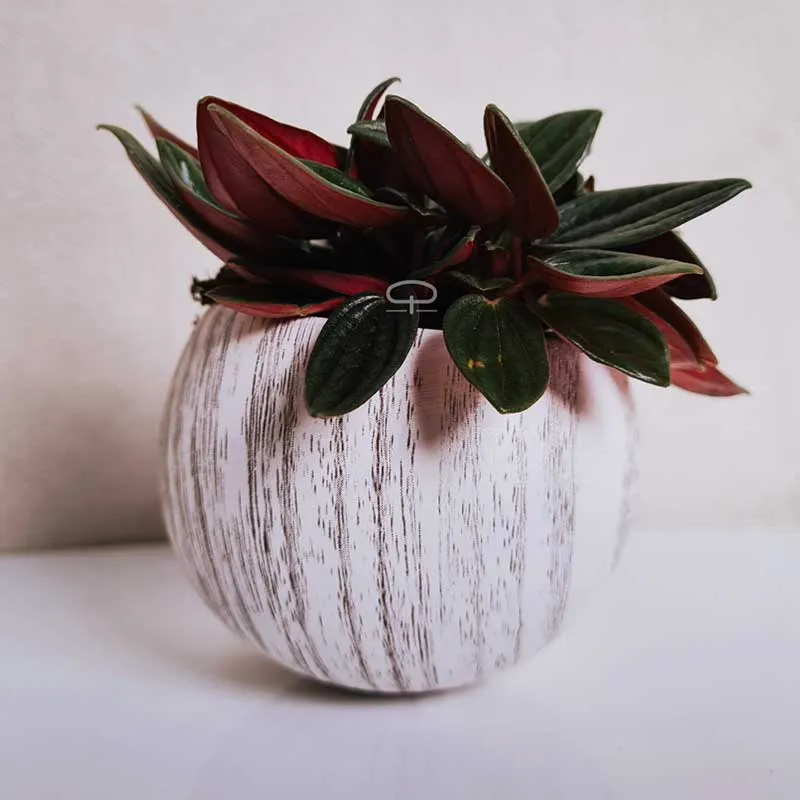Succulent plantje in Magneet potje woodlook