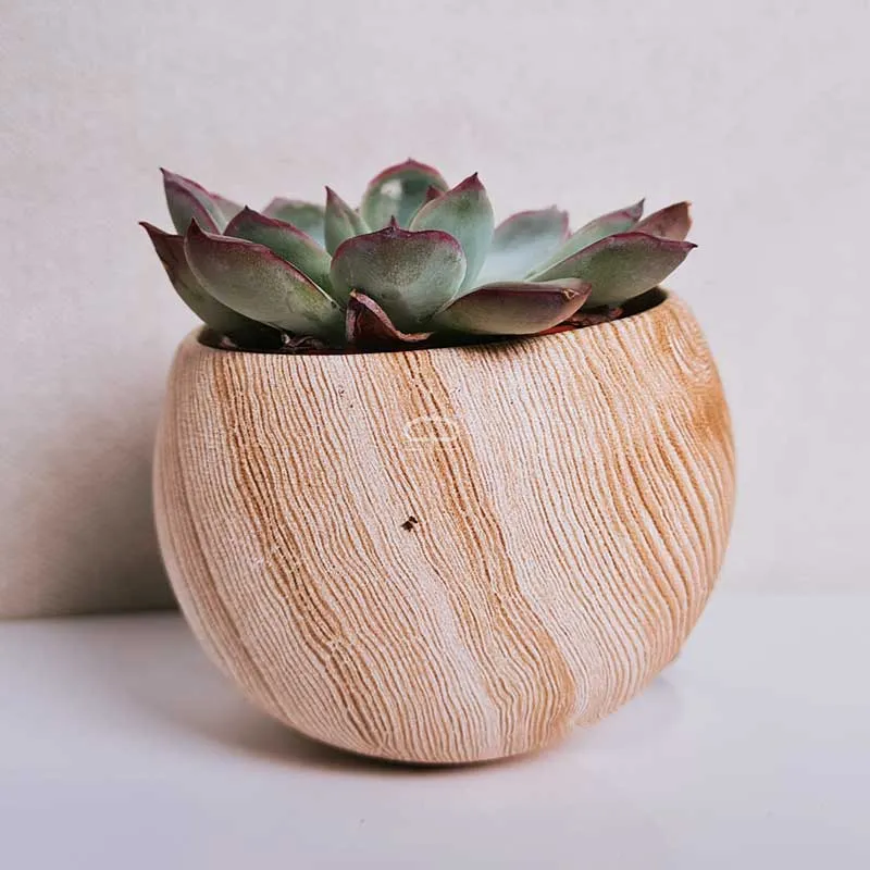 Succulent plantje in Magneet potje woodlook