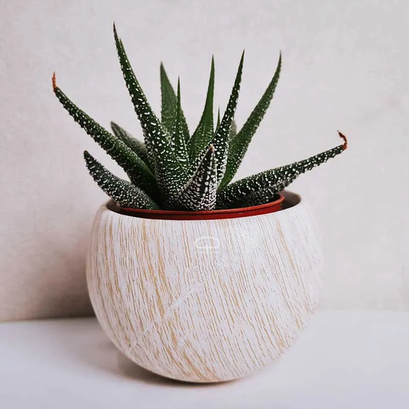 Succulent plantje in Magneet potje woodlook
