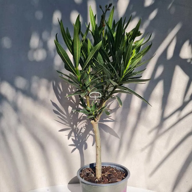 Oleander Nerium op stam 45cm hoog