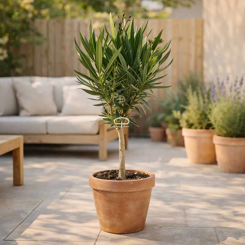 Oleander Nerium op stam 45cm hoog
