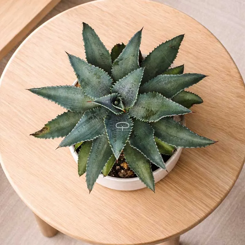 Mangave Mad About Mangave Silver Fox 30 cm