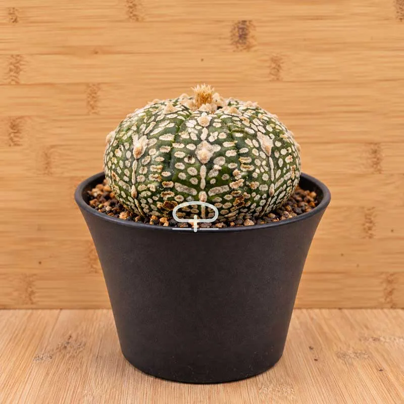 Astrophytum Asterias Super Kabuto