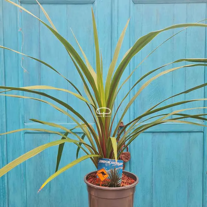 Cordyline Indivisa Peko 70 cm (Koolpalm)