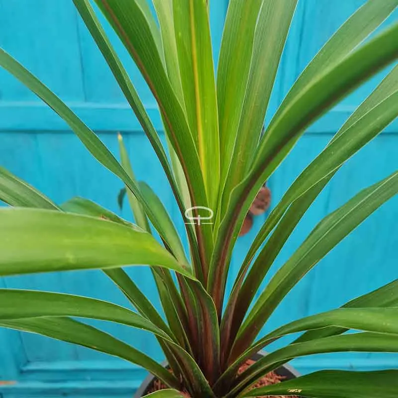 Cordyline Indivisa Peko 70 cm (Koolpalm)