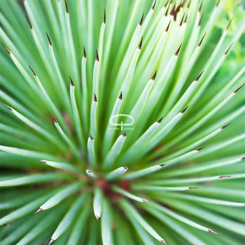 Agave Stricta Nana 15 cm