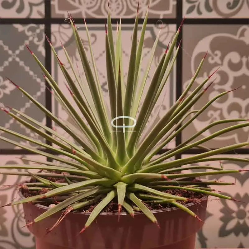Agave Stricta Nana 15 cm