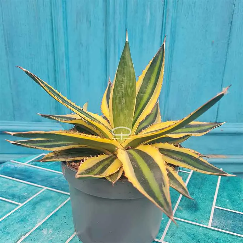 Agave Lophantha Quadricolor 15 - 20 cm hoog