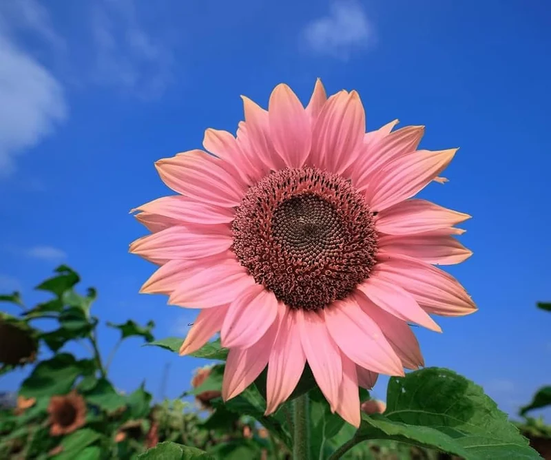 Pink Sunflower Seeds – Unique Soft Pink Blooms for Gardens & Cut Flowers