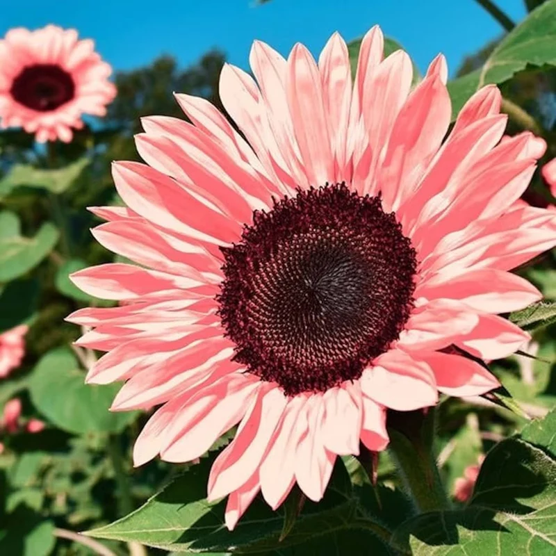 Pink Sunflower Seeds – Unique Soft Pink Blooms for Gardens & Cut Flowers