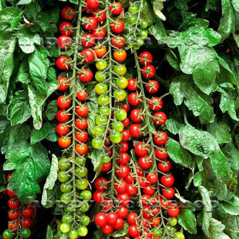 Sweet Million Tomato Seeds – High-Yield Cherry Tomatoes for Home Gardening