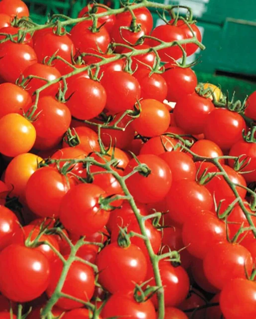 Sweet Million Tomato Seeds – High-Yield Cherry Tomatoes for Home Gardening