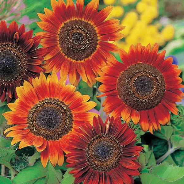 Bronze Sunflower Seeds – Warm, Coppery Blooms for Gardens & Landscapes