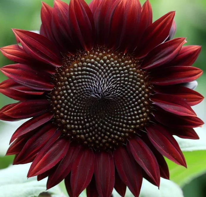 Chocolate Brown Sunflower Seeds – Deep, Velvety Blooms for Unique Gardens