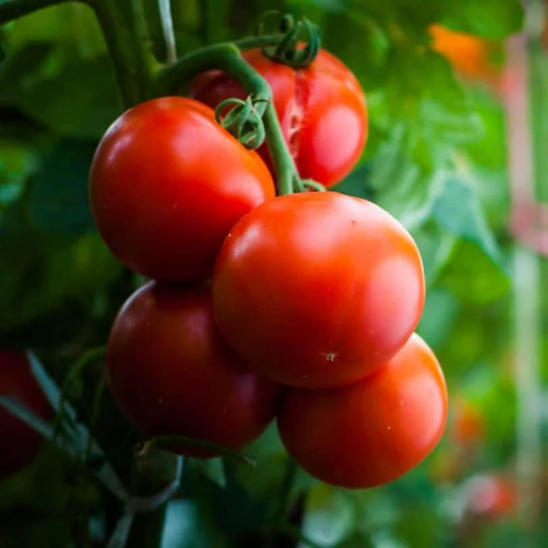 Semi-Determinate Tomato Seeds, High-Yield & Flavorful, Perfect for Gardens & Containers
