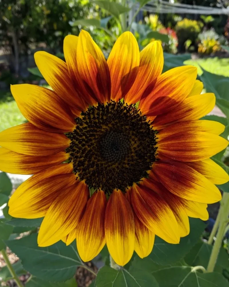 Mahogany Sunflower Seeds – Rich, Velvety Blooms for Gardens & Bouquets