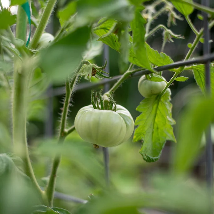 Indeterminate (Vining) Tomato Seeds – High-Yield, Heirloom & Hybrid Varieties
