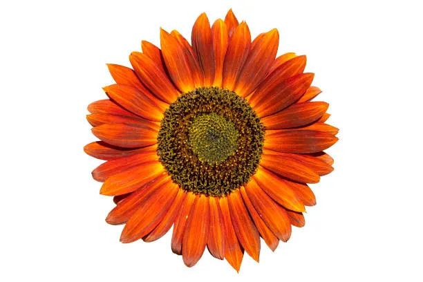 Deep Orange Sunflower Seeds – Bold, Fiery Blooms for Gardens & Pollinators