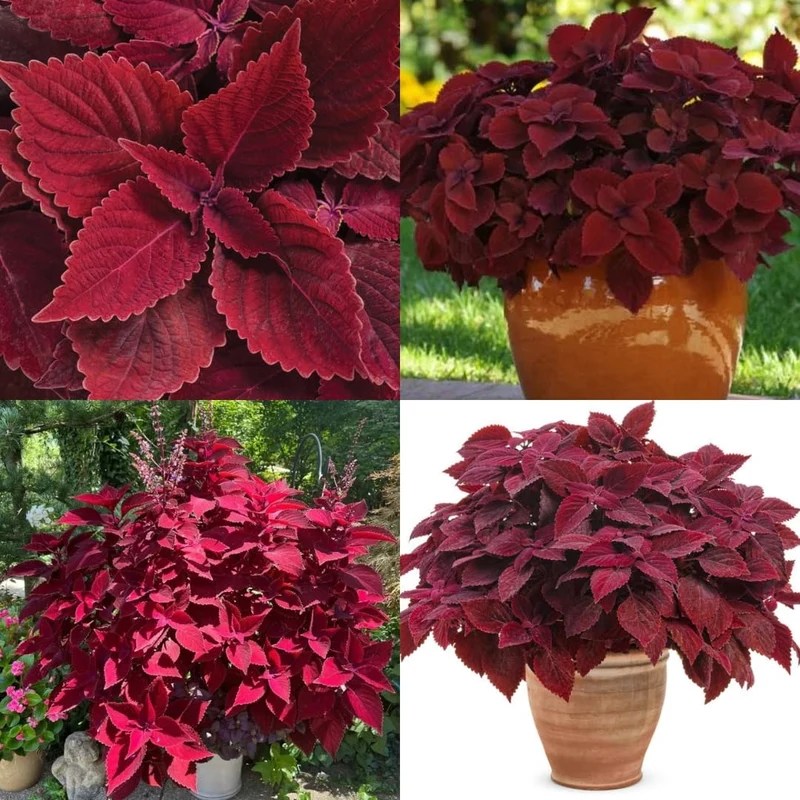 Coleus Wizard Velvet Red Seeds – Deep Red Foliage for Shade Gardens