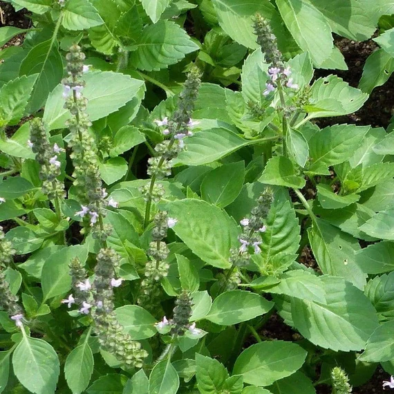 Holy Basil Seeds (Tulsi) – Premium Organic Seeds for Aromatic & Medicinal Herb Gardening