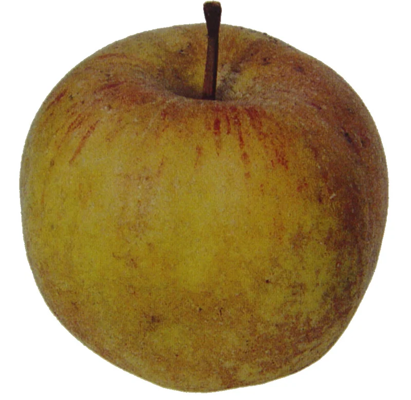 Ashmead’s Kernel Apple Seeds for Planting – Sweet-Tart Apples