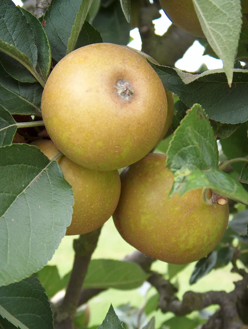 Ashmead’s Kernel Apple Seeds for Planting – Sweet-Tart Apples